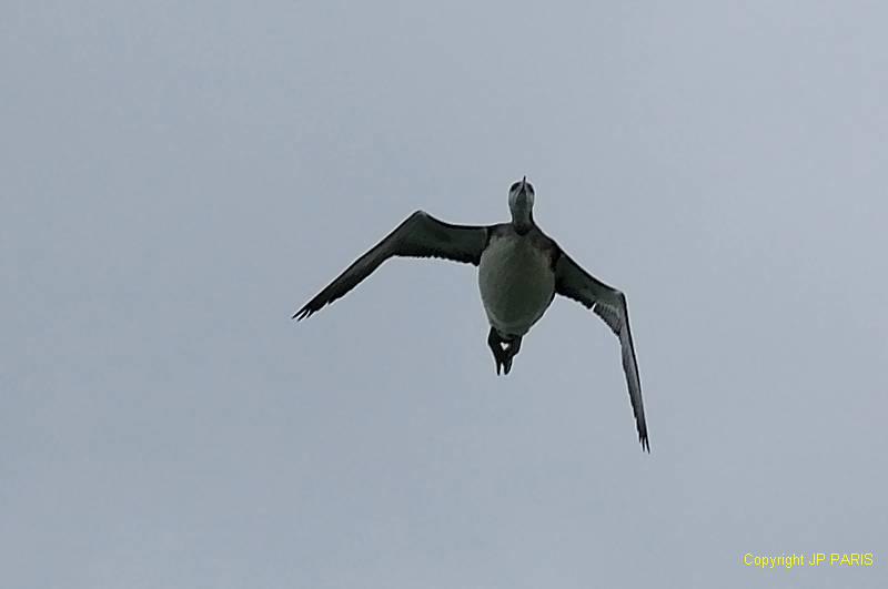 Gavia stellata